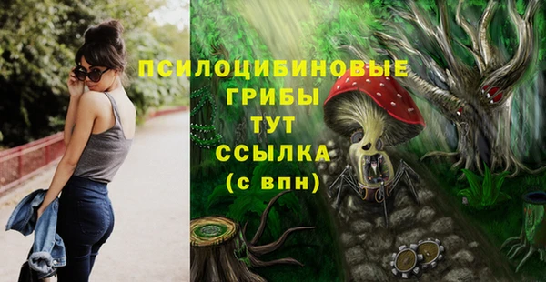 прущие грибы Абаза